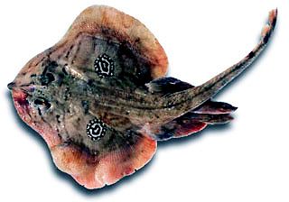 Leucoraja naevus_06.jpg